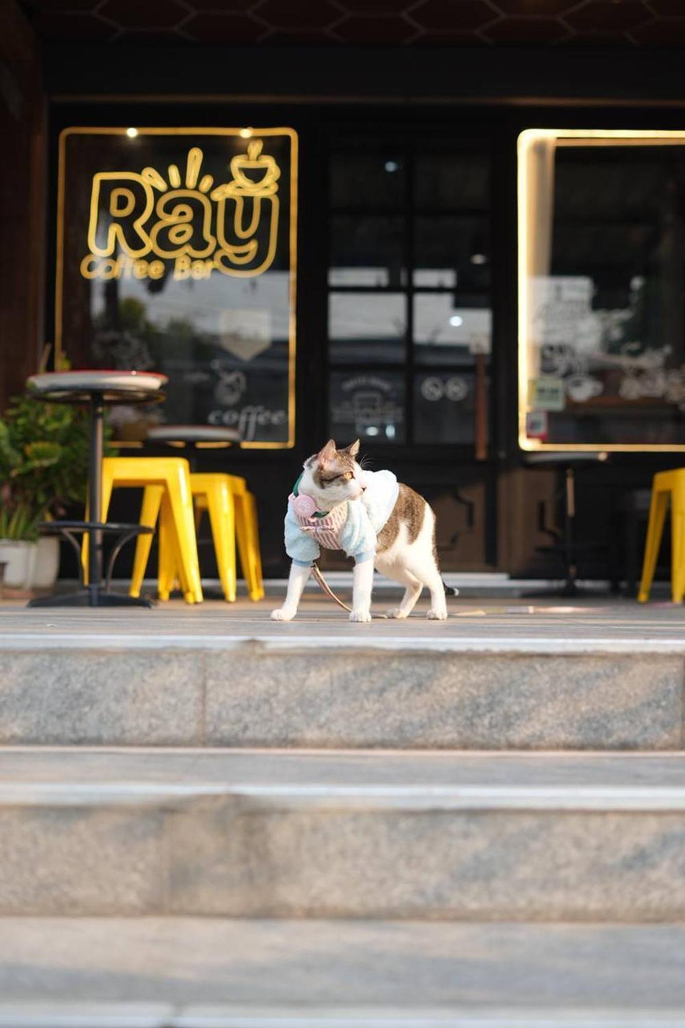 Ray * เชียงใหม่
